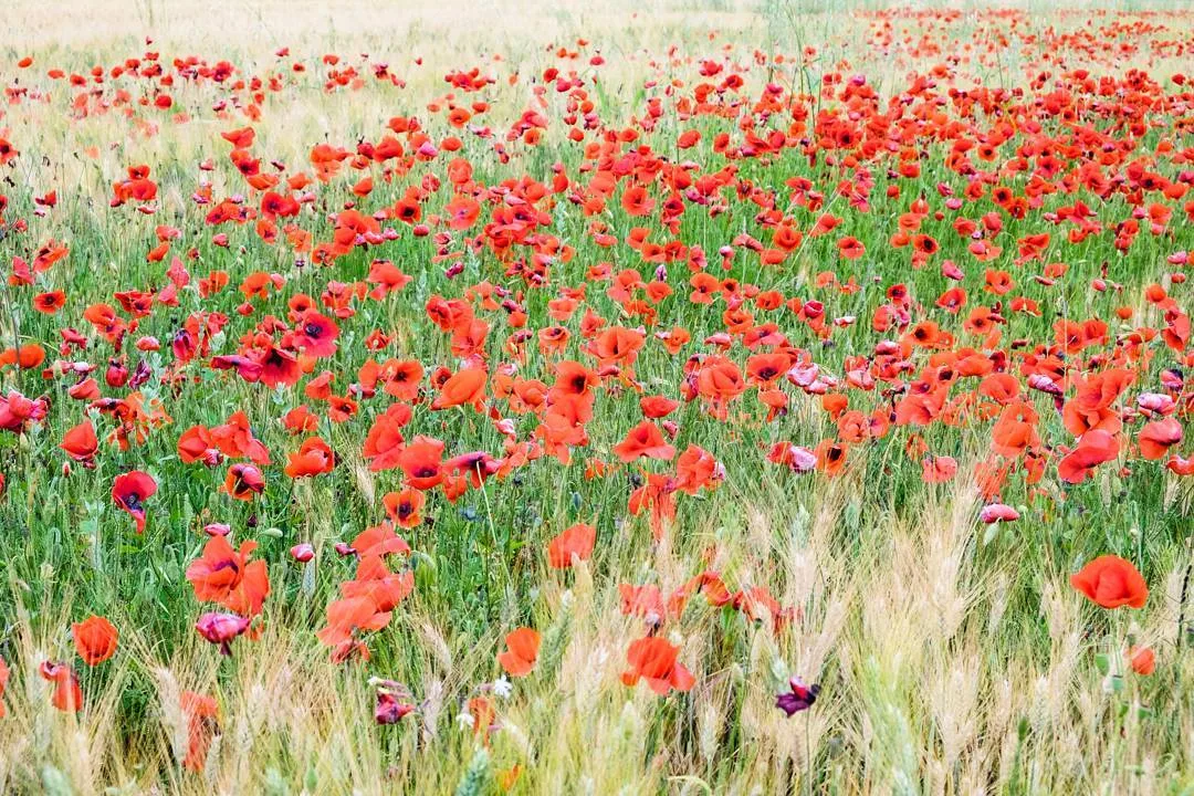 A Field of Poppies - Italia #igersitalia #photooftheday #nature #naturelovers #